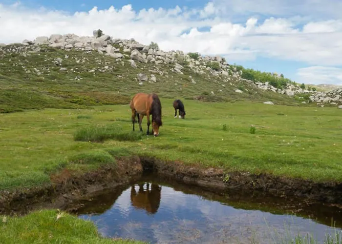 Otel Domaine Le Mouflon D'or Zonza